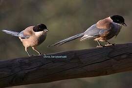 Iberian Magpie