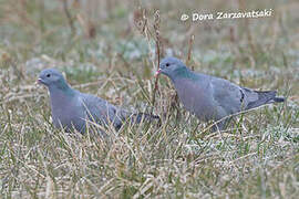 Stock Dove