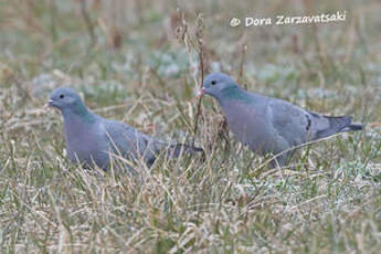 Pigeon colombin