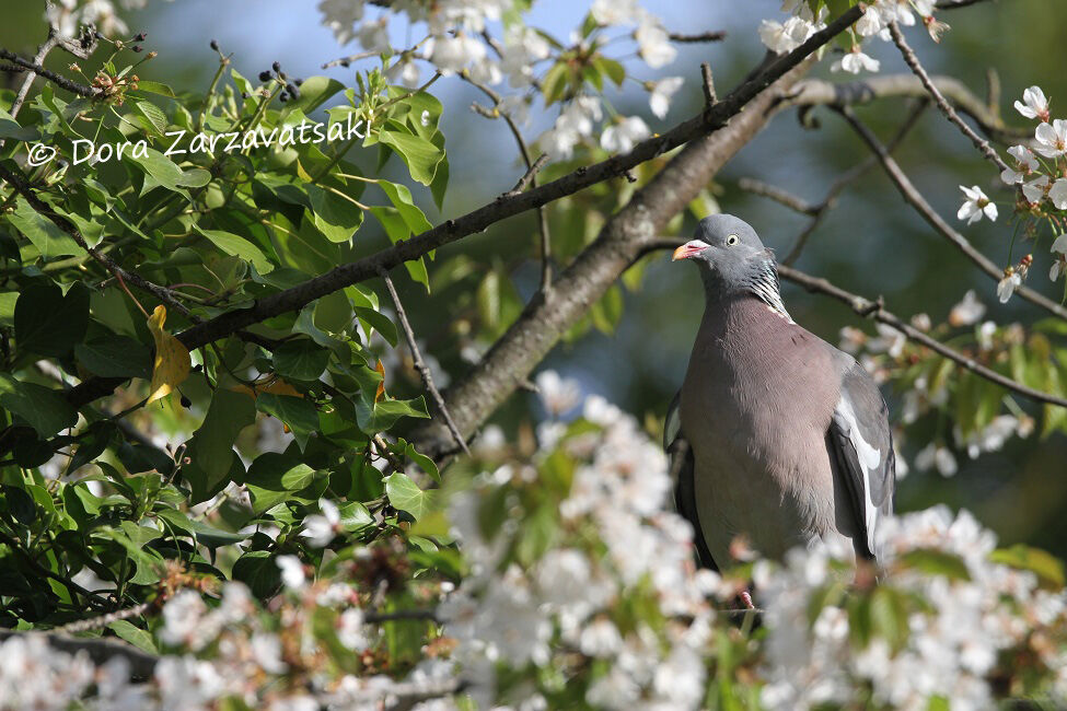 Common Wood Pigeon