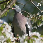 Common Wood Pigeon