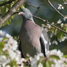 Pigeon ramier