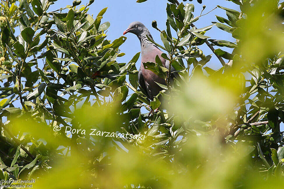 Trocaz Pigeonadult, close-up portrait