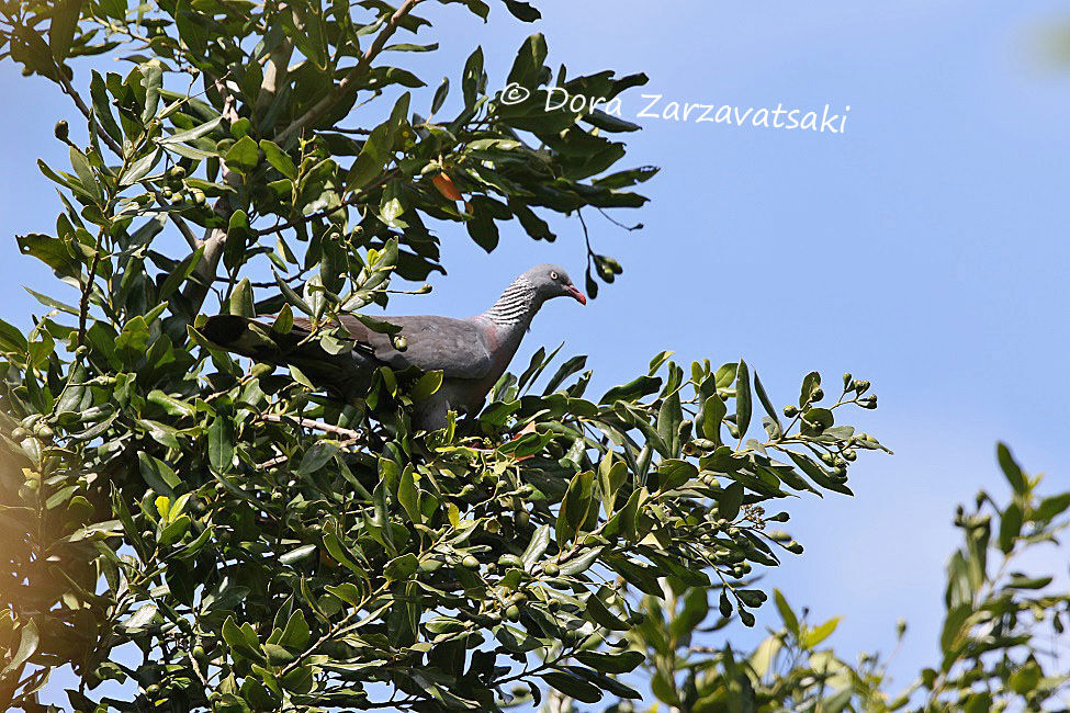 Trocaz Pigeon