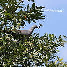 Pigeon trocaz