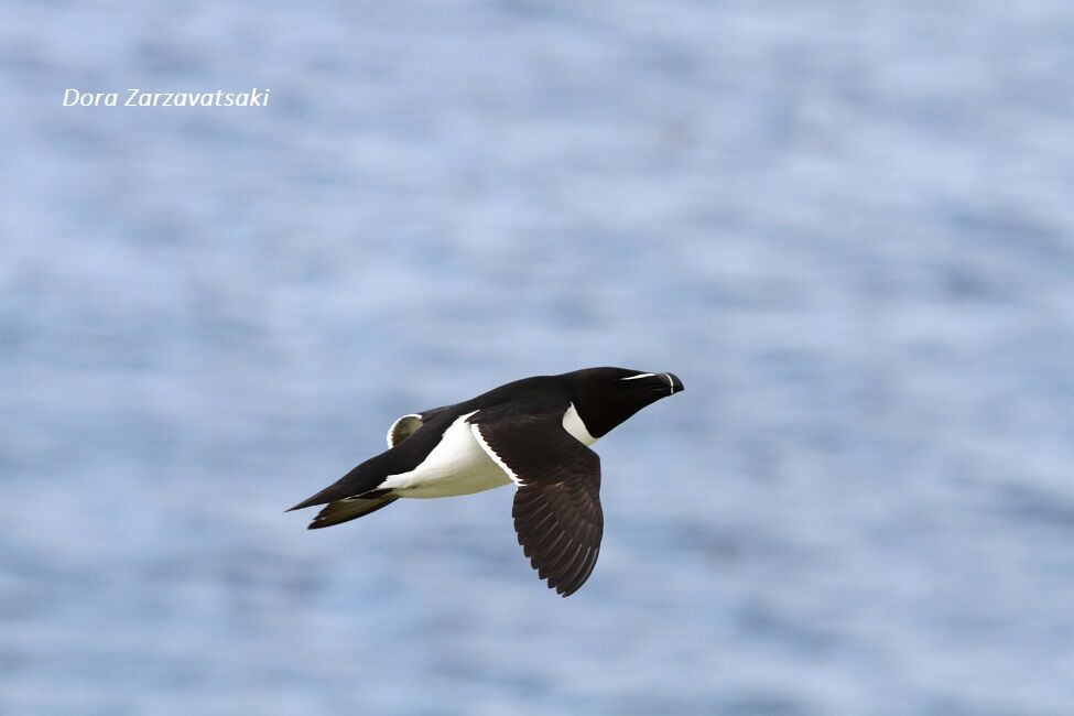 Razorbill