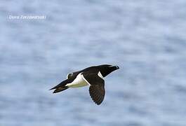 Razorbill