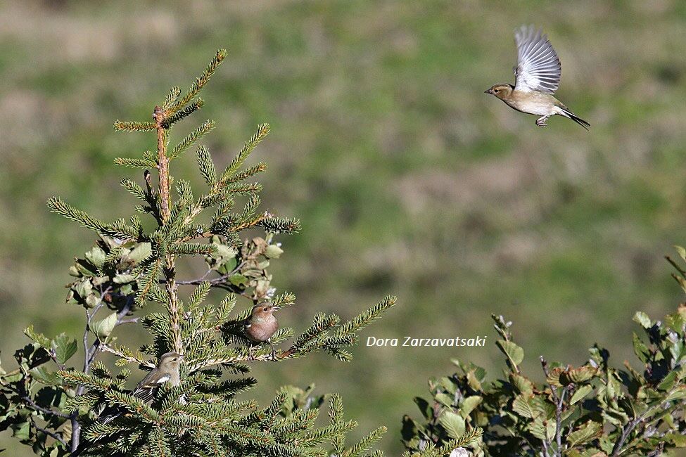 Pinson des arbres