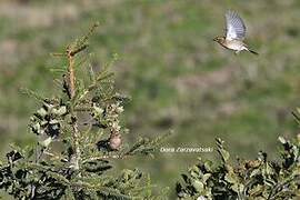 Pinson des arbres