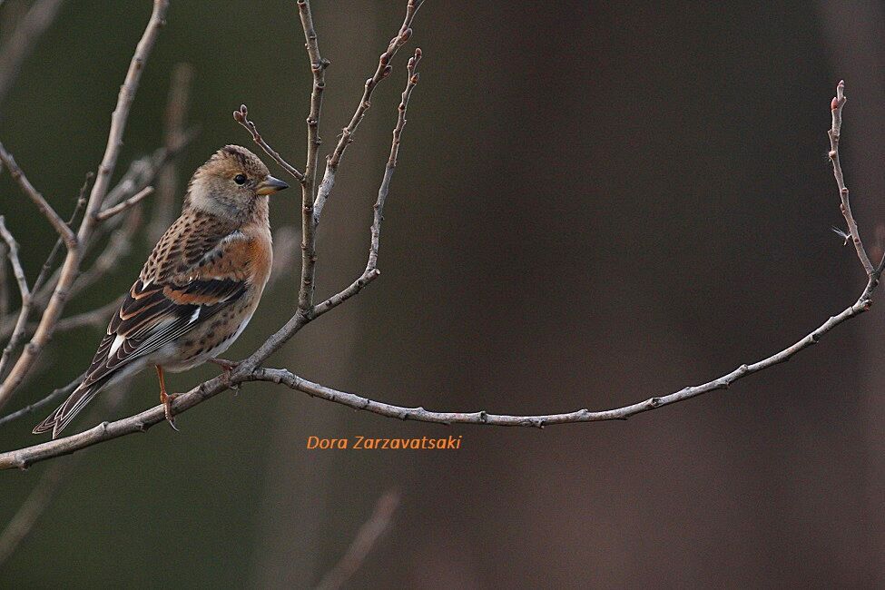 Brambling