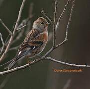 Brambling