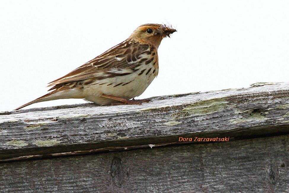 Pipit à gorge rousseadulte nuptial