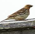 Pipit à gorge rousse