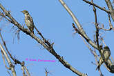 Pipit des arbres