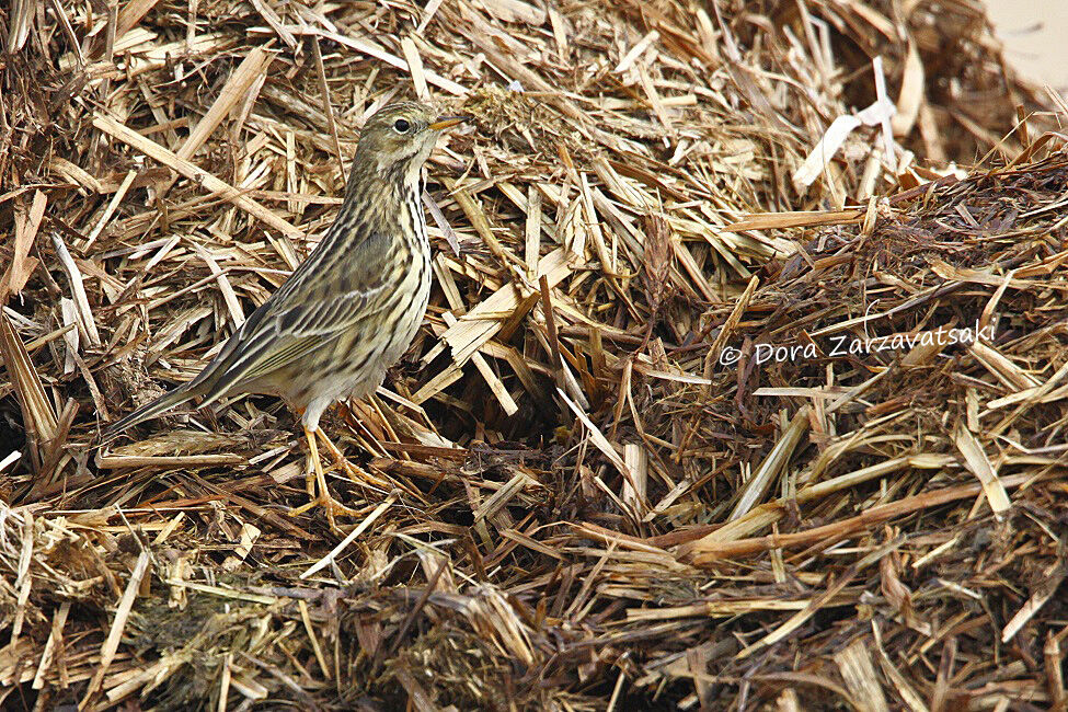 Pipit farlouse