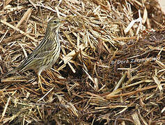 Pipit farlouse