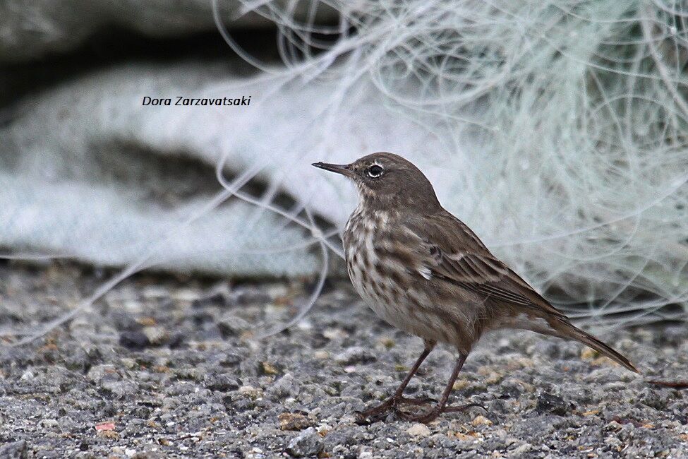 European Rock Pipit