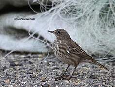 Eurasian Rock Pipit