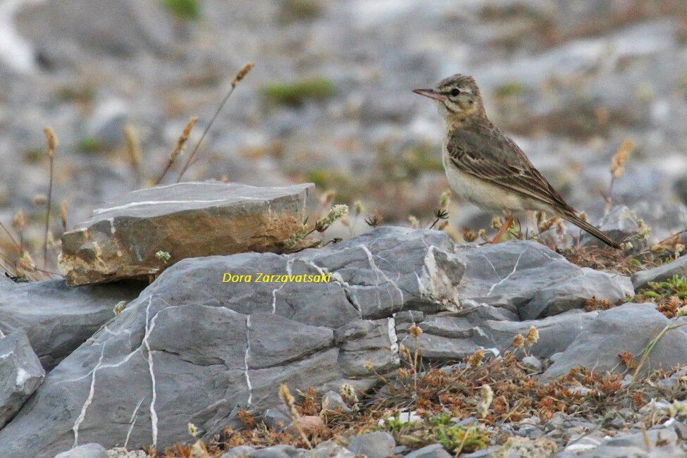 Pipit rousseline