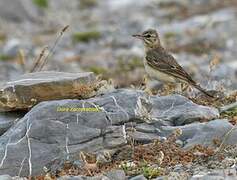 Pipit rousseline