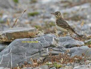 Pipit rousseline