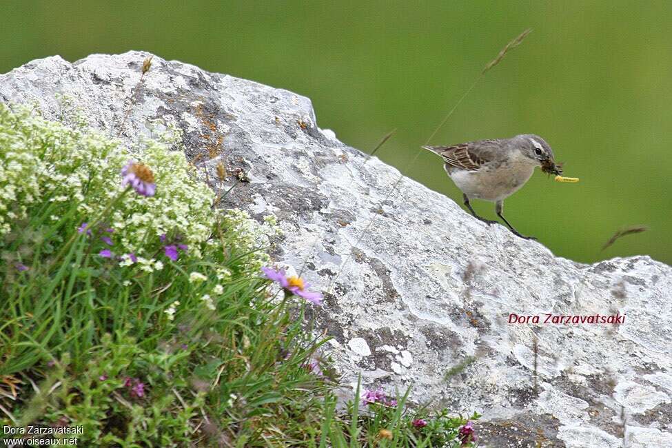 Pipit spioncelleadulte nuptial, habitat, régime, Nidification