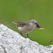 Water Pipit