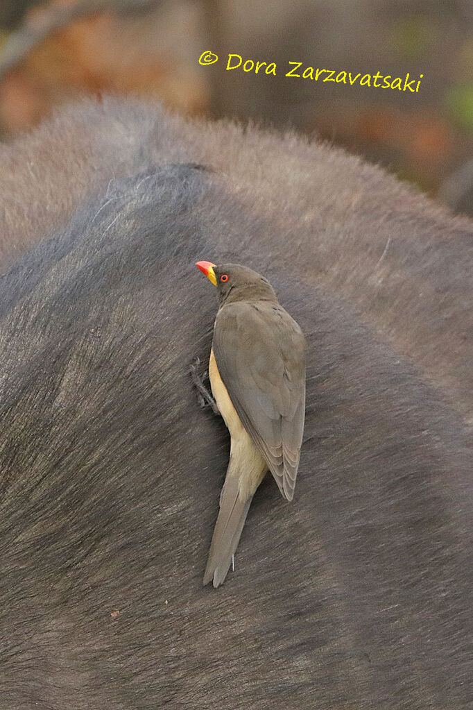 Yellow-billed Oxpeckeradult