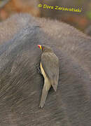 Yellow-billed Oxpecker