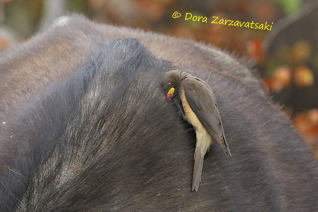 Yellow-billed Oxpecker