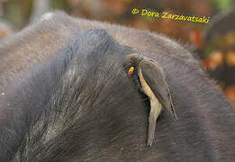 Yellow-billed Oxpecker