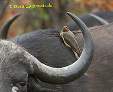 Yellow-billed Oxpecker