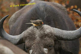 Yellow-billed Oxpecker