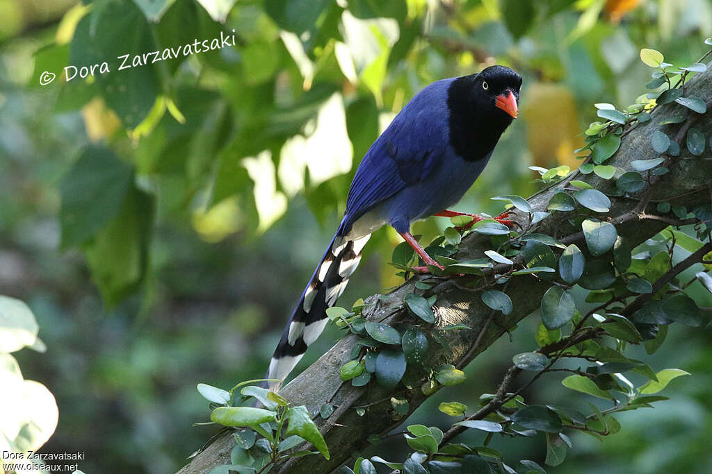 Taiwan Blue Magpieadult