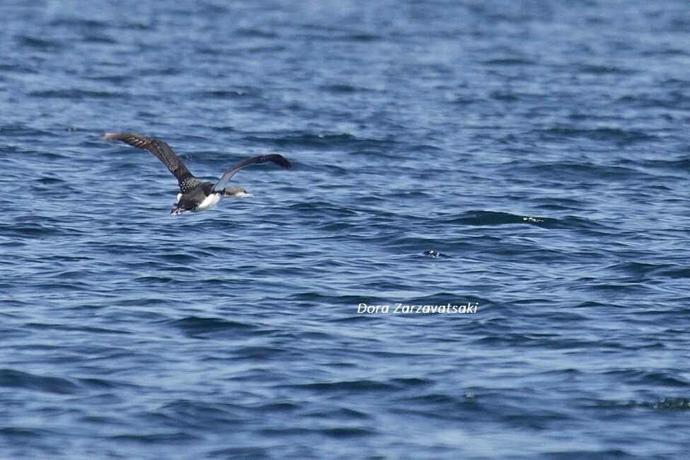 Plongeon arctique