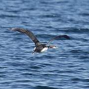 Black-throated Loon