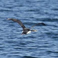 Plongeon arctique