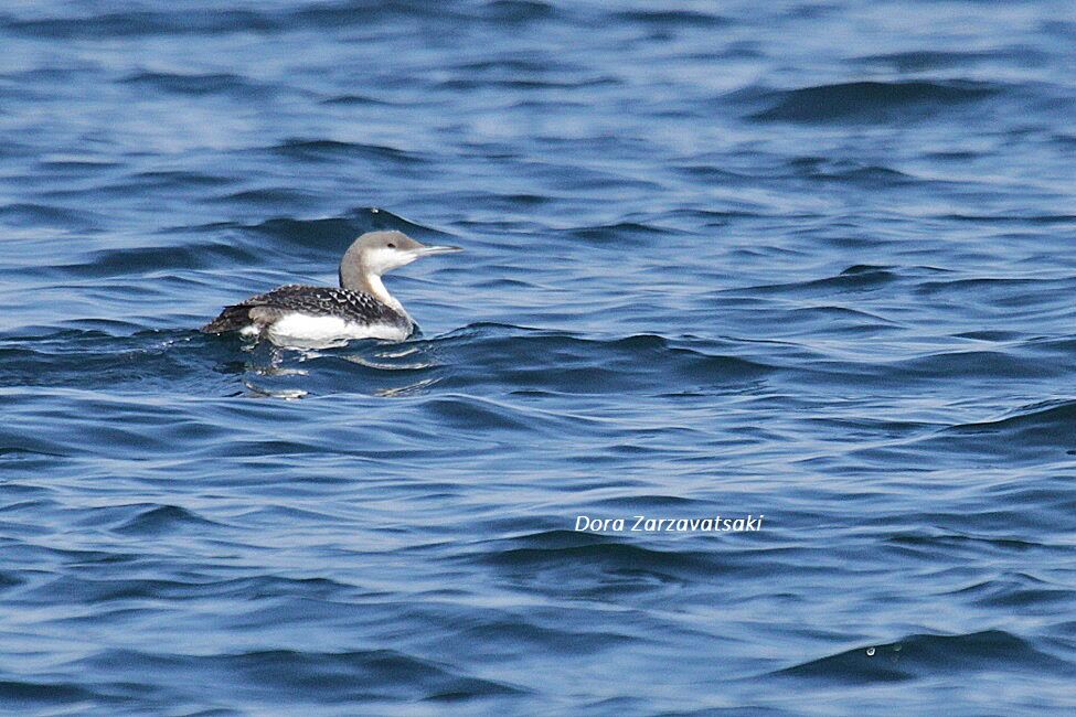 Black-throated Loon