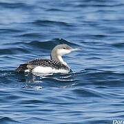 Black-throated Loon