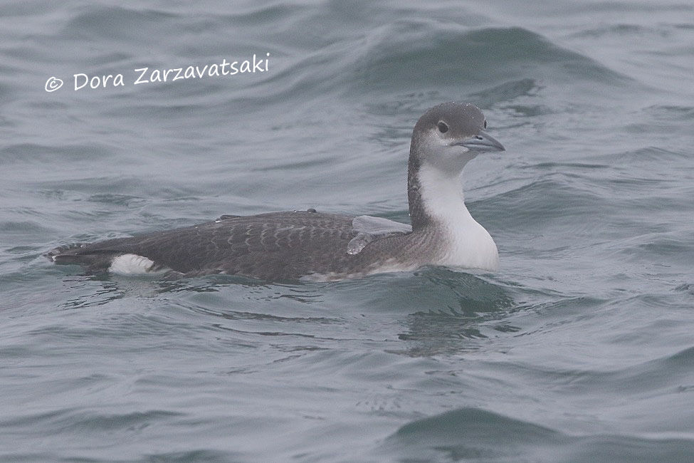 Plongeon arctique