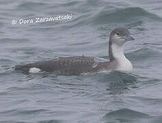 Black-throated Loon