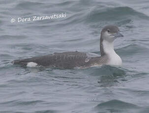 Plongeon arctique