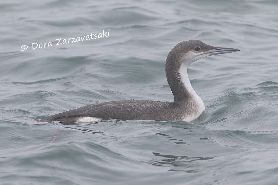 Plongeon arctique