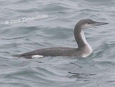 Plongeon arctique