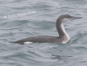 Plongeon arctique