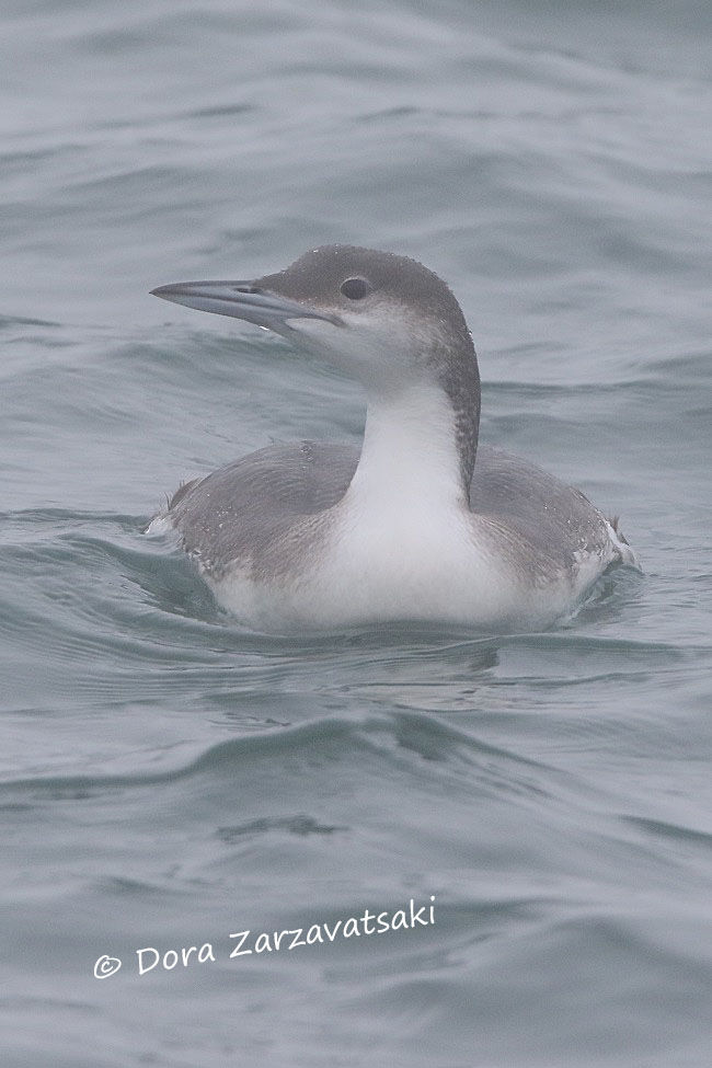 Plongeon arctique