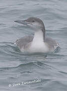 Black-throated Loon