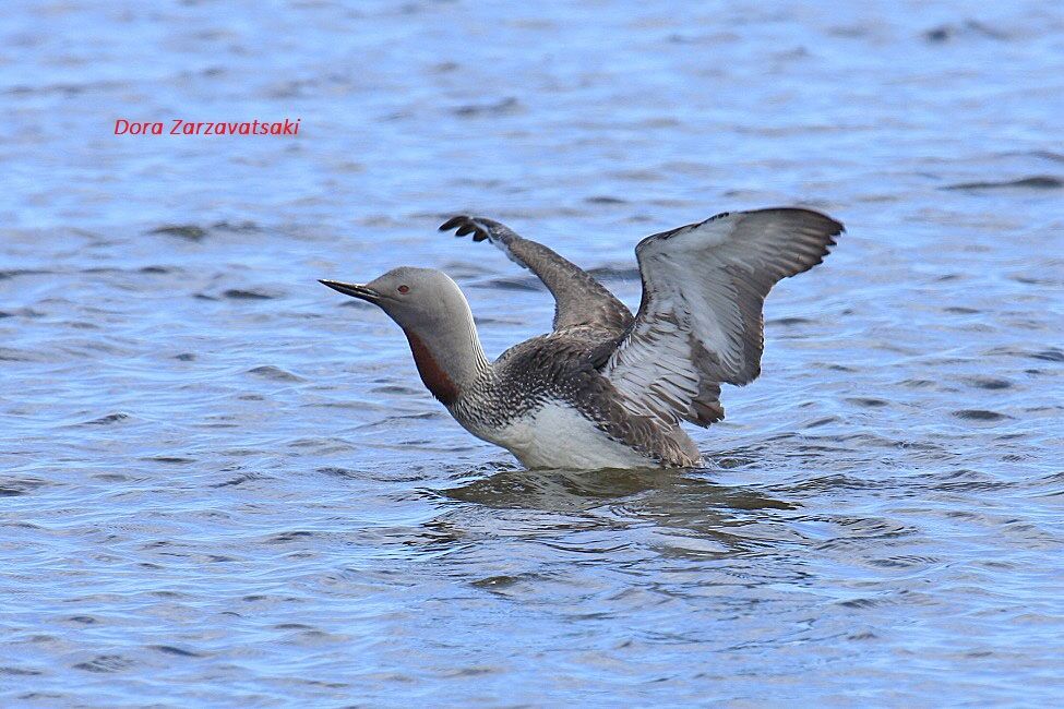 Plongeon catmarin