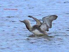 Red-throated Loon