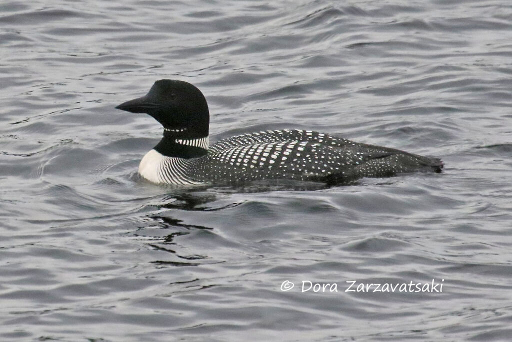 Common Loonadult, swimming